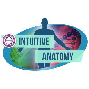 Anatomia Intuitiva